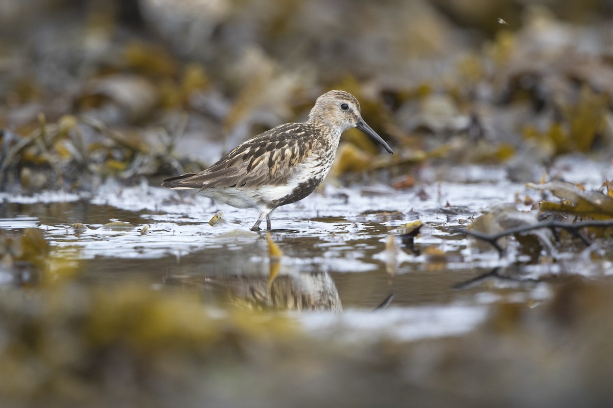 Dunlin (schinzii) - Miquel Arxer