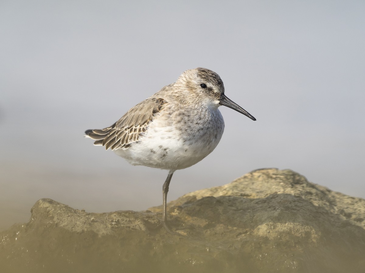 Alpenstrandläufer (alpina/centralis) - ML206136131