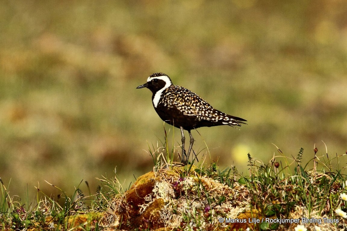 American Golden-Plover - ML206136161