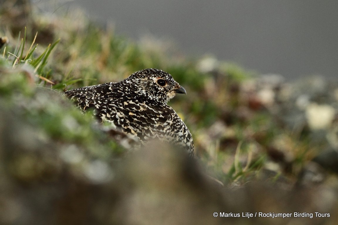 White-tailed Ptarmigan - ML206136171