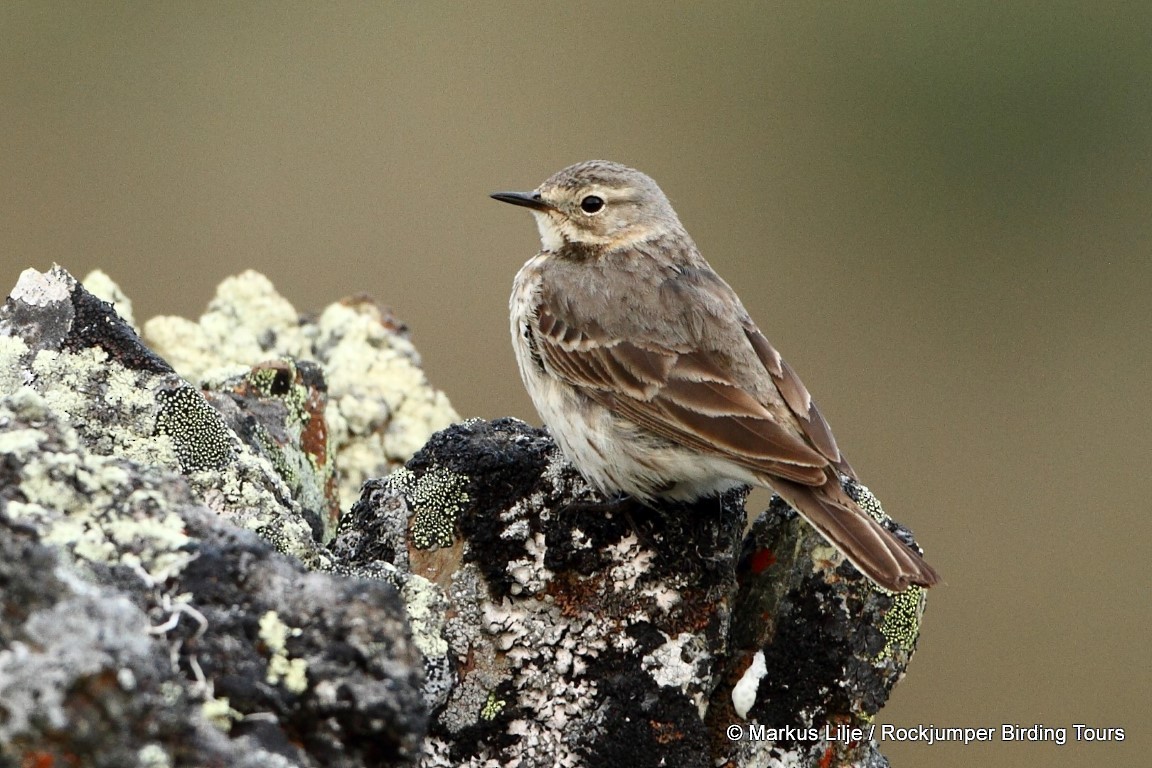 Pipit d'Amérique - ML206136181