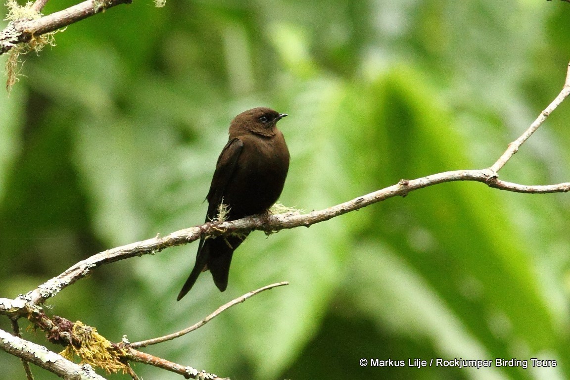 Mountain Sawwing - Markus Lilje
