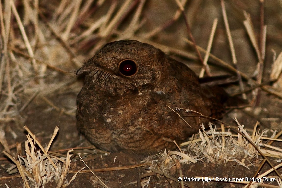 Star-spotted Nightjar - ML206136231