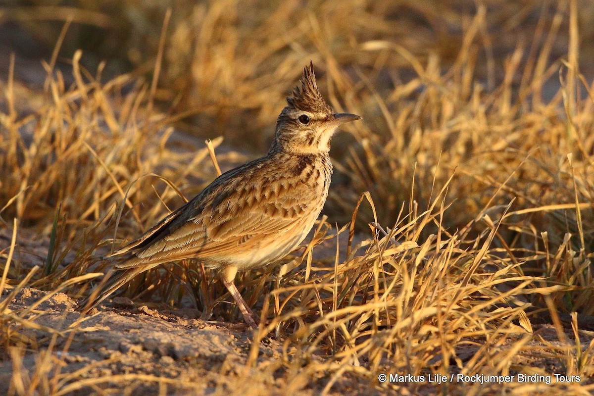 Crested Lark (Maghreb) - Markus Lilje