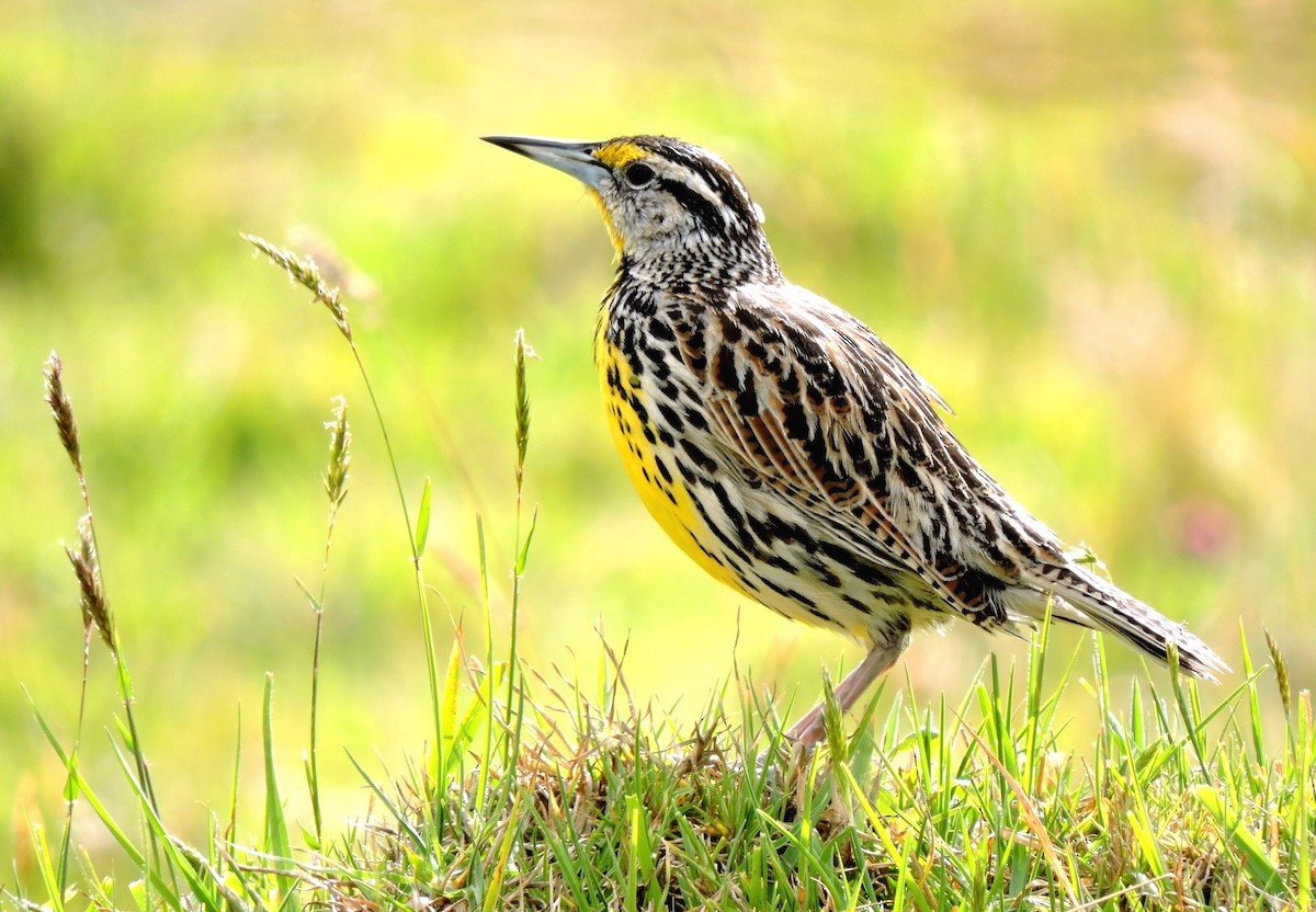 Eastern Meadowlark (Eastern) - ML206136911