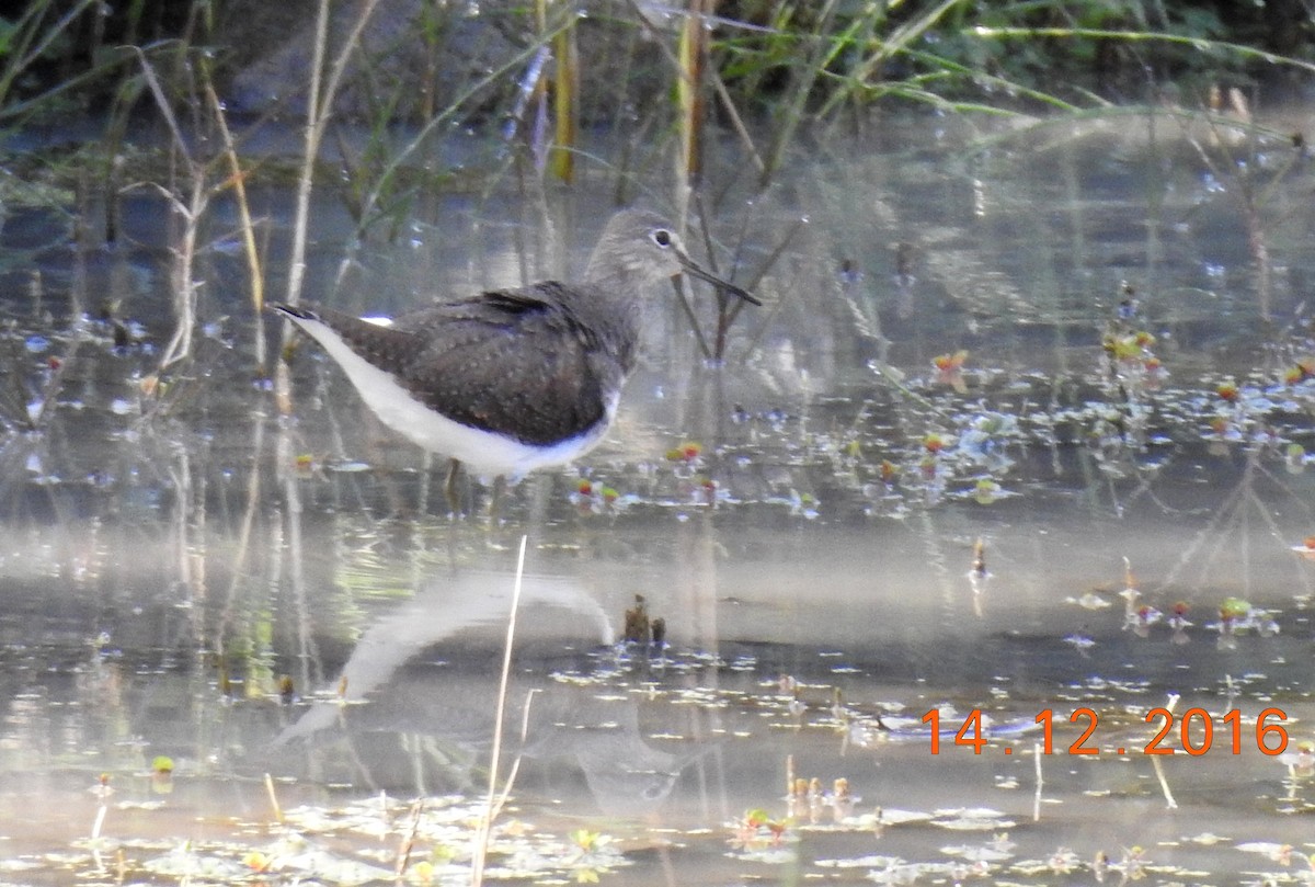 Green Sandpiper - ML206137071