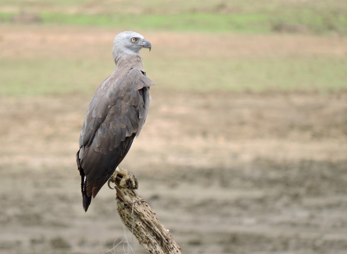 Gray-headed Fish-Eagle - ML206137281