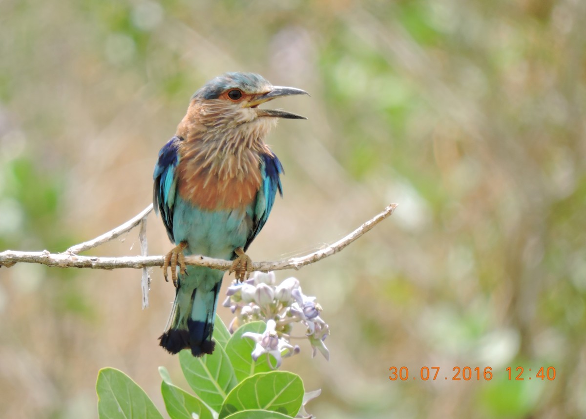 Indian Roller - ML206137311