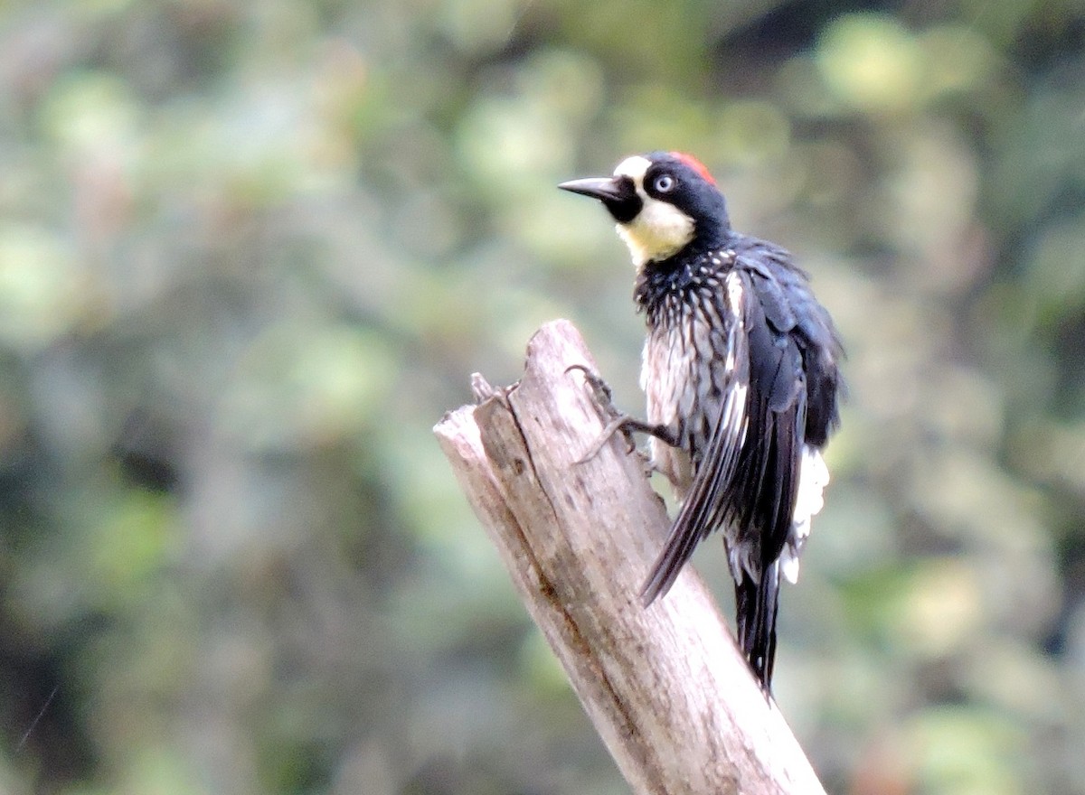 Acorn Woodpecker (Acorn) - ML206137331