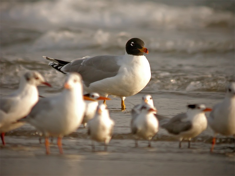 Pallas's Gull - ML206137981