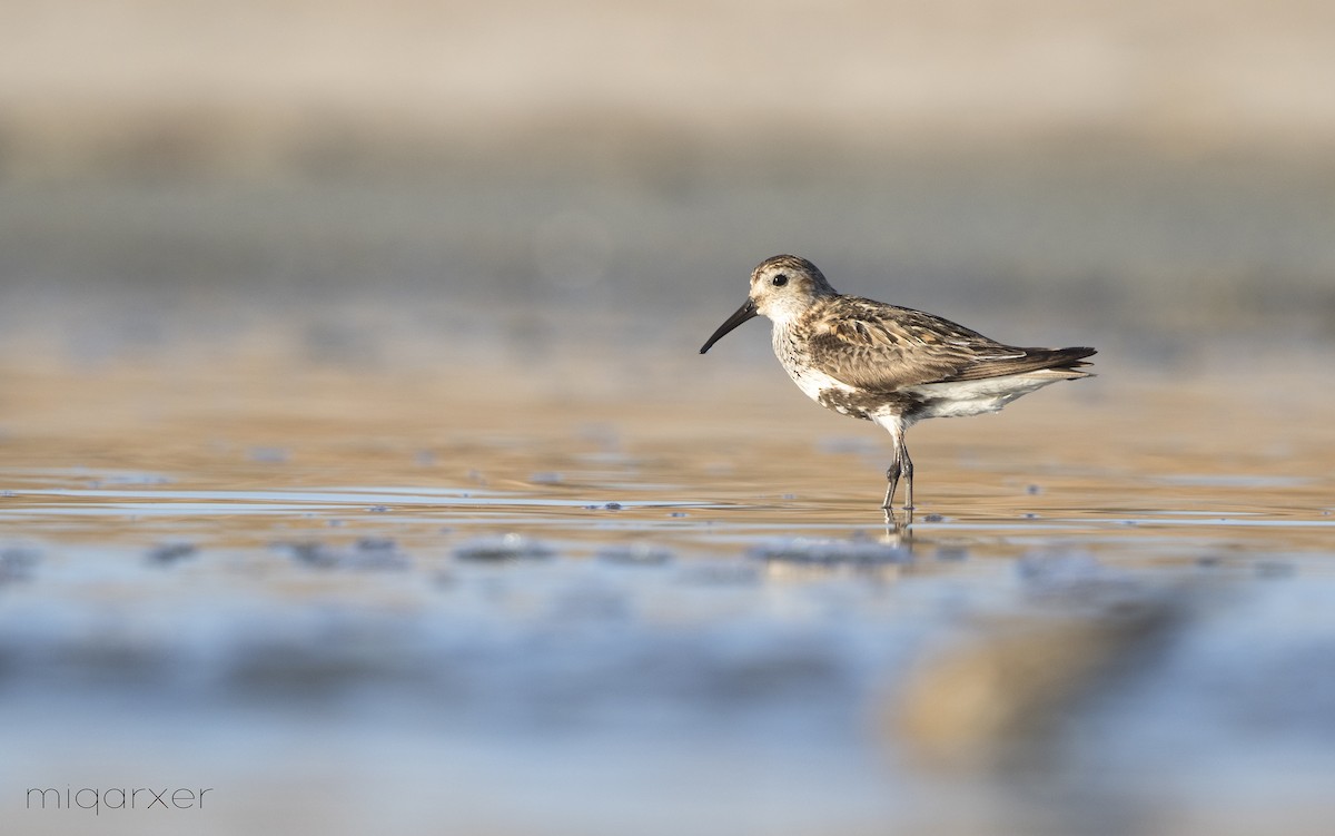 Dunlin (schinzii) - ML206138081