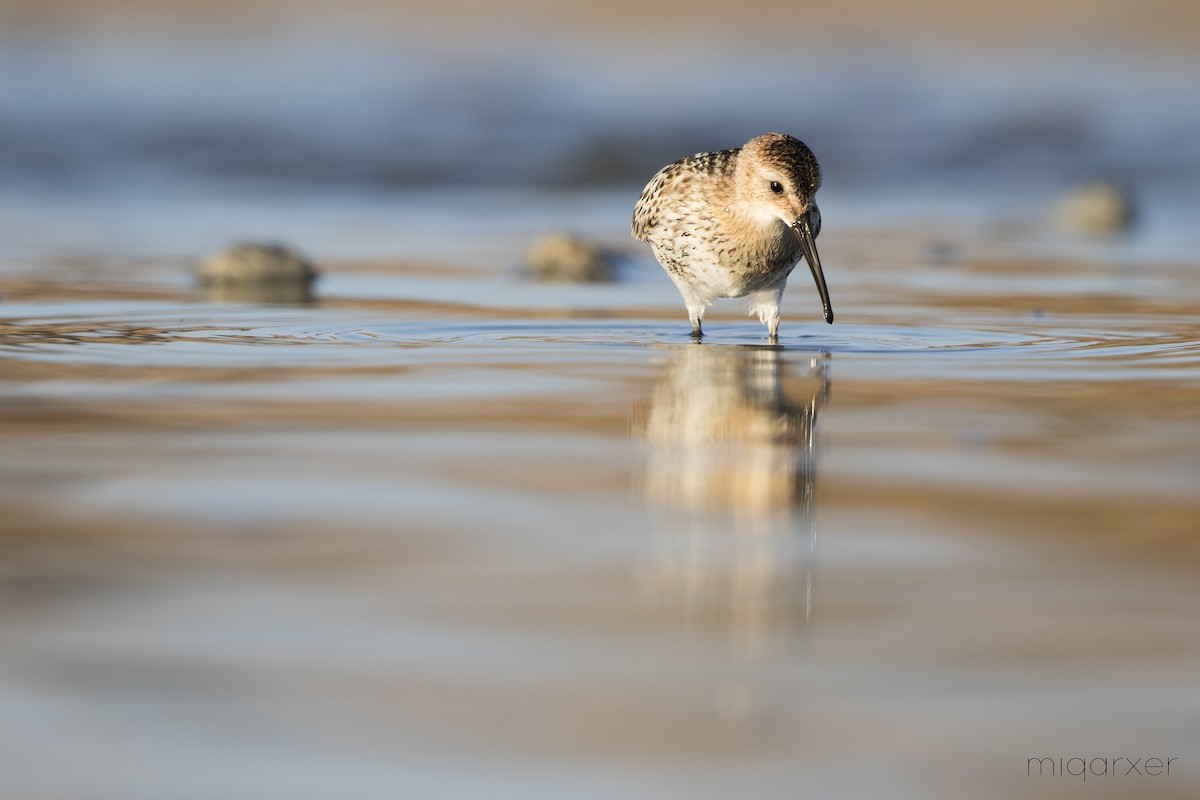 Dunlin - ML206138091