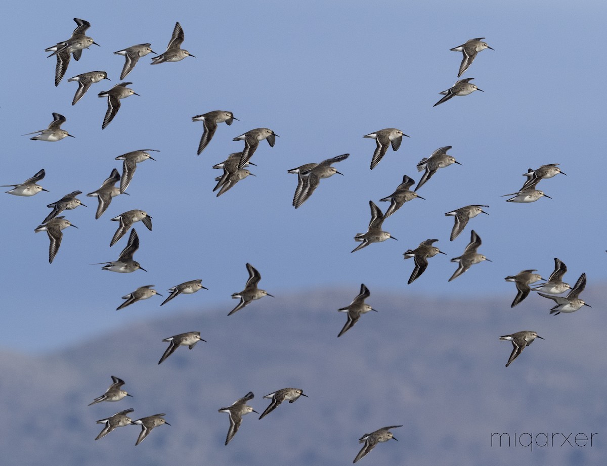 Dunlin (alpina/centralis/centralis) - ML206138101