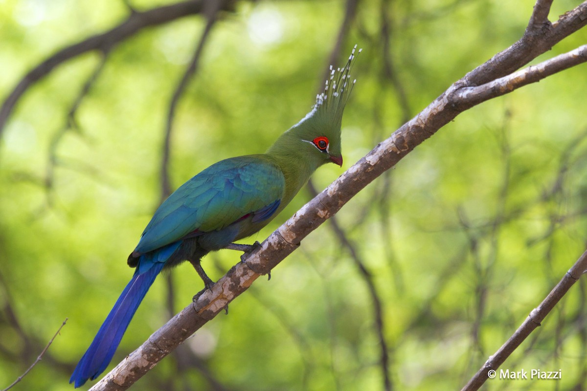 Turaco de Schalow - ML206138171