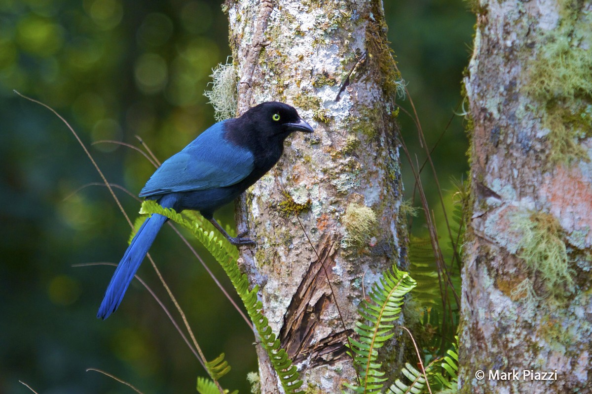 Bushy-crested Jay - ML206138191