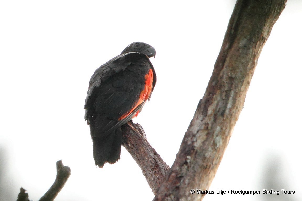 Pesquet's Parrot - ML206138301