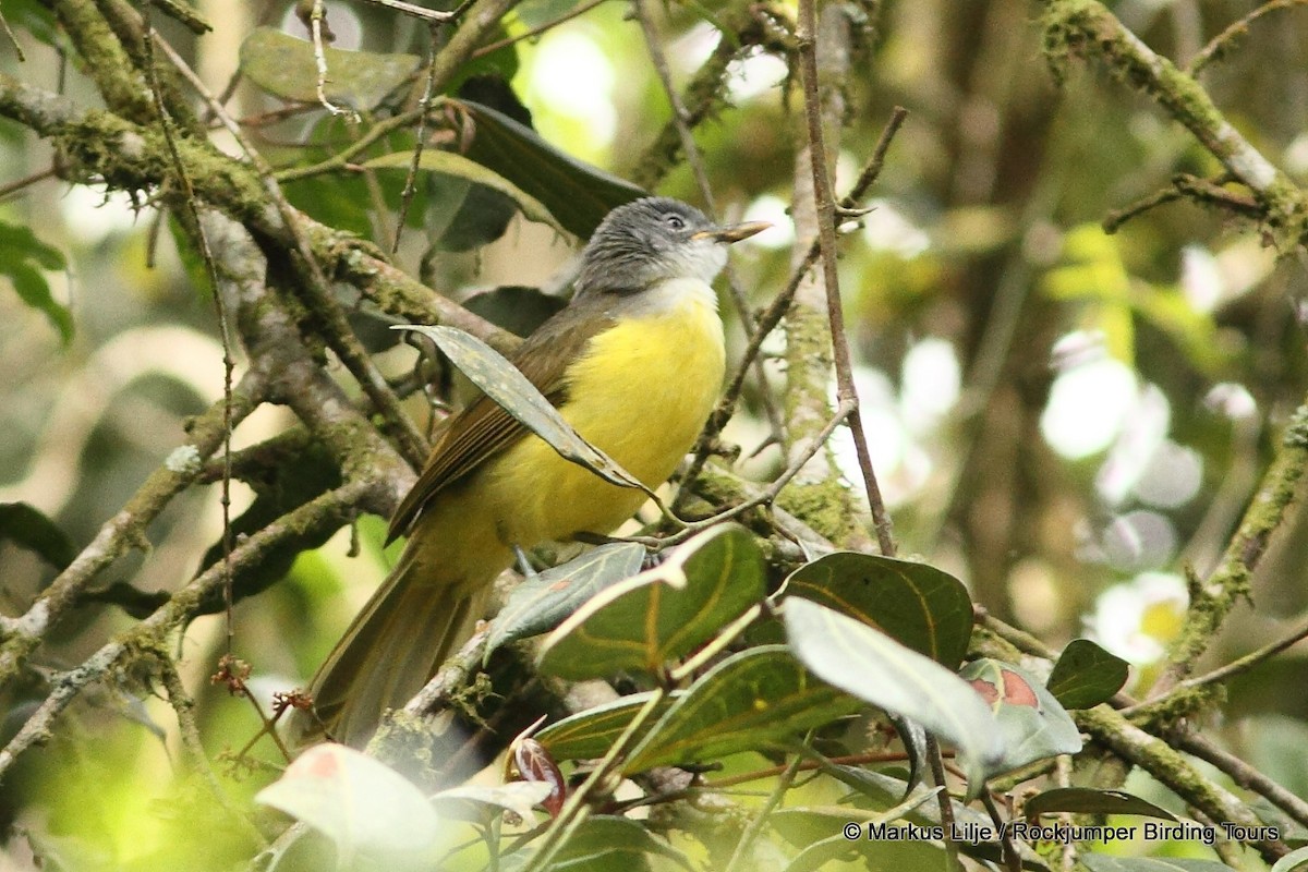 Gray-headed Greenbul - ML206138341