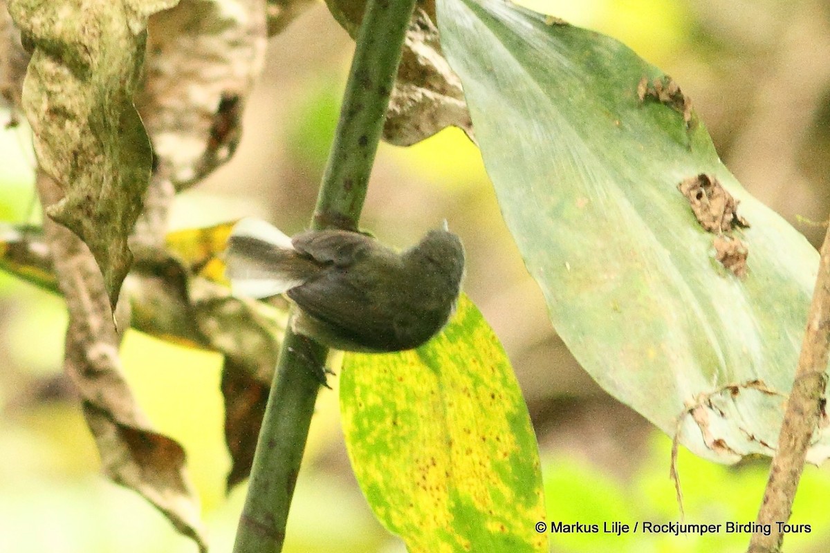 White-tailed Warbler - ML206138371