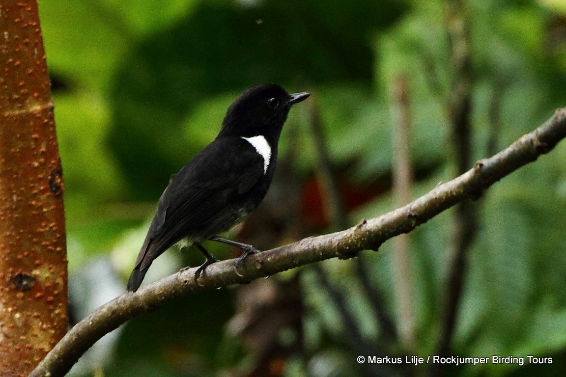 White-rumped Robin - Markus Lilje