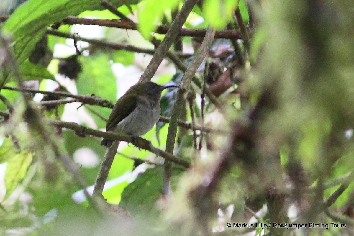 Graubrust-Nektarvogel - ML206138441