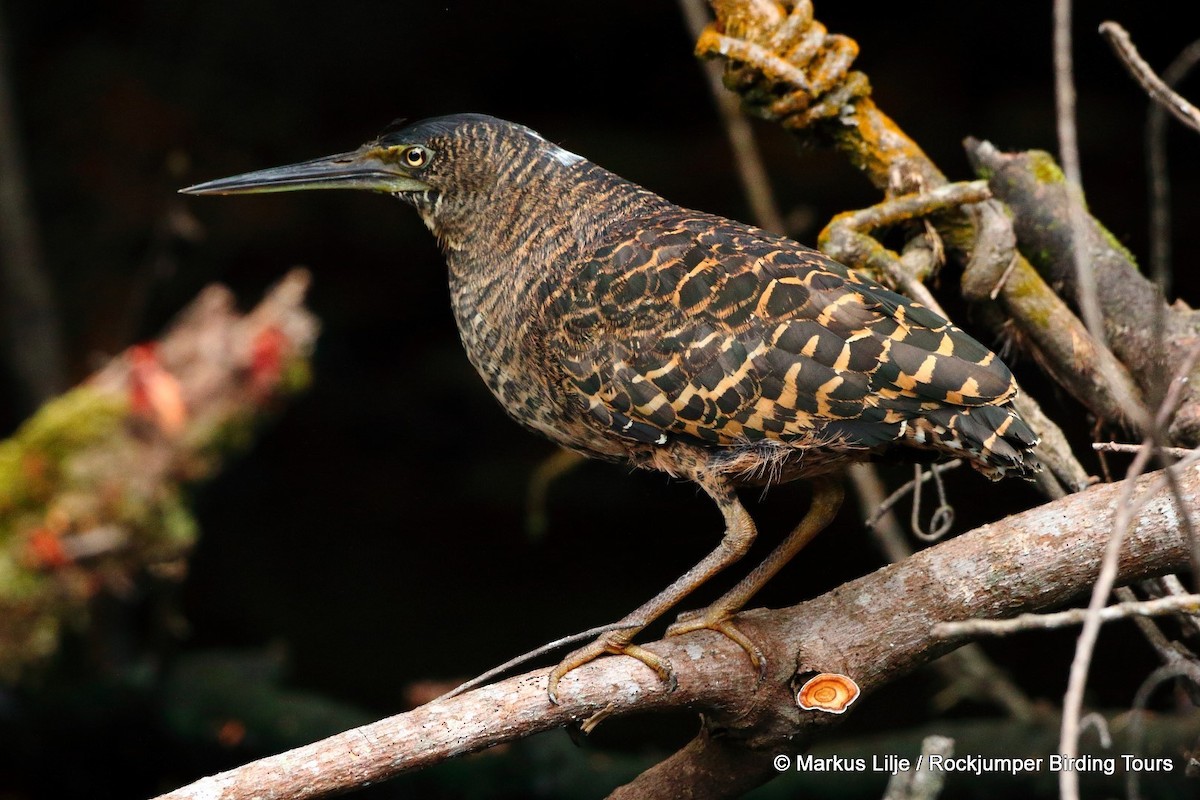 White-crested Tiger-Heron - Markus Lilje