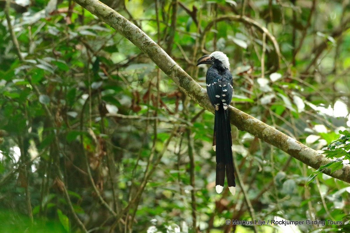 Eastern Long-tailed Hornbill - Markus Lilje