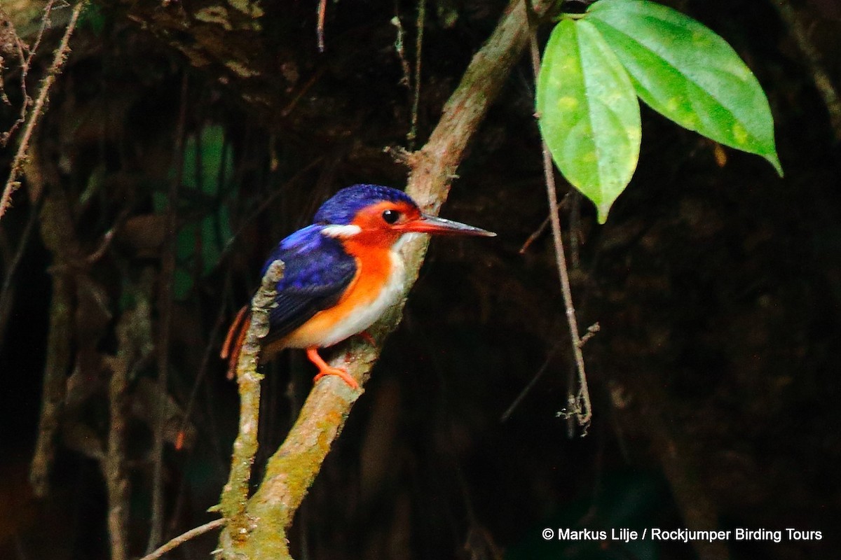 White-bellied Kingfisher - Markus Lilje