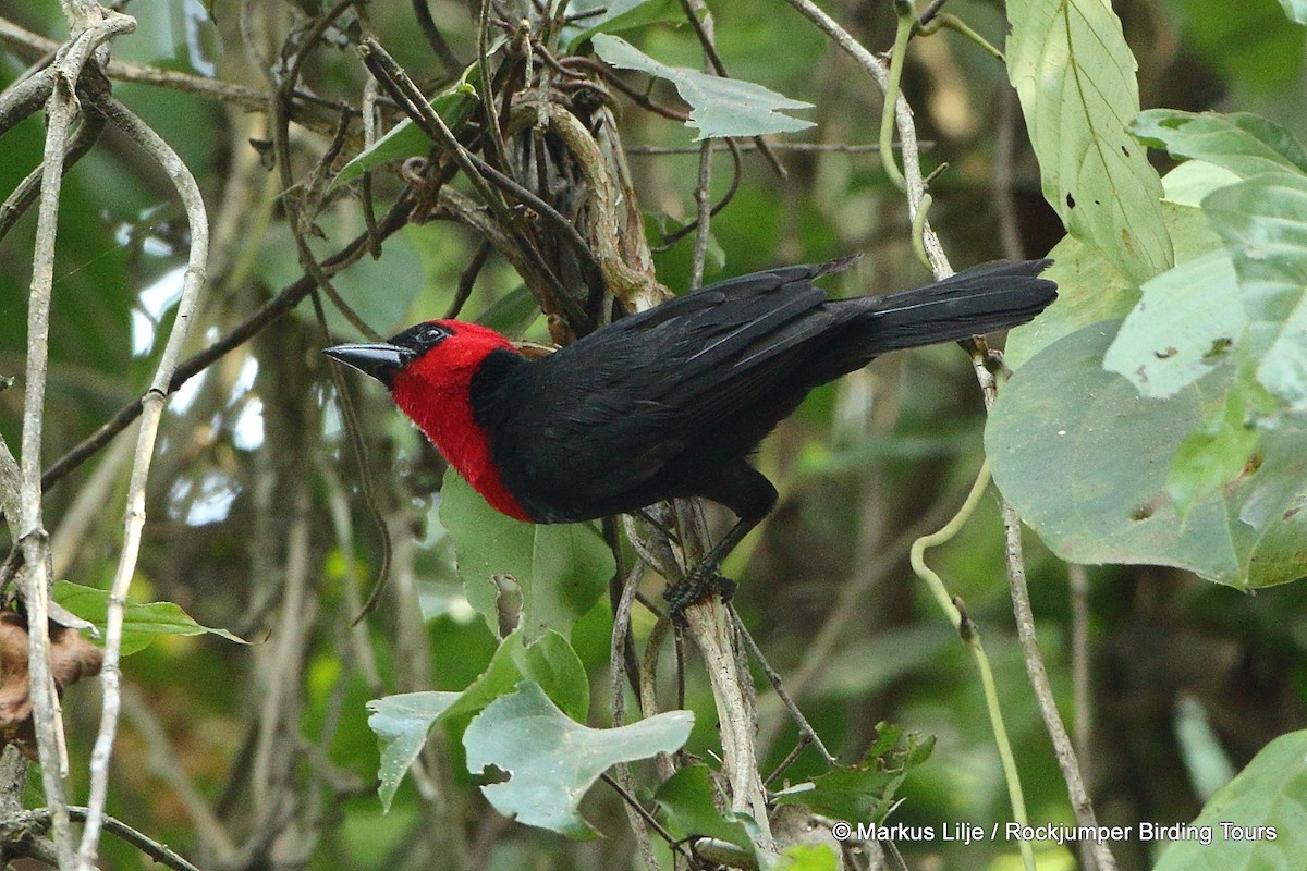 Crested Malimbe - Markus Lilje