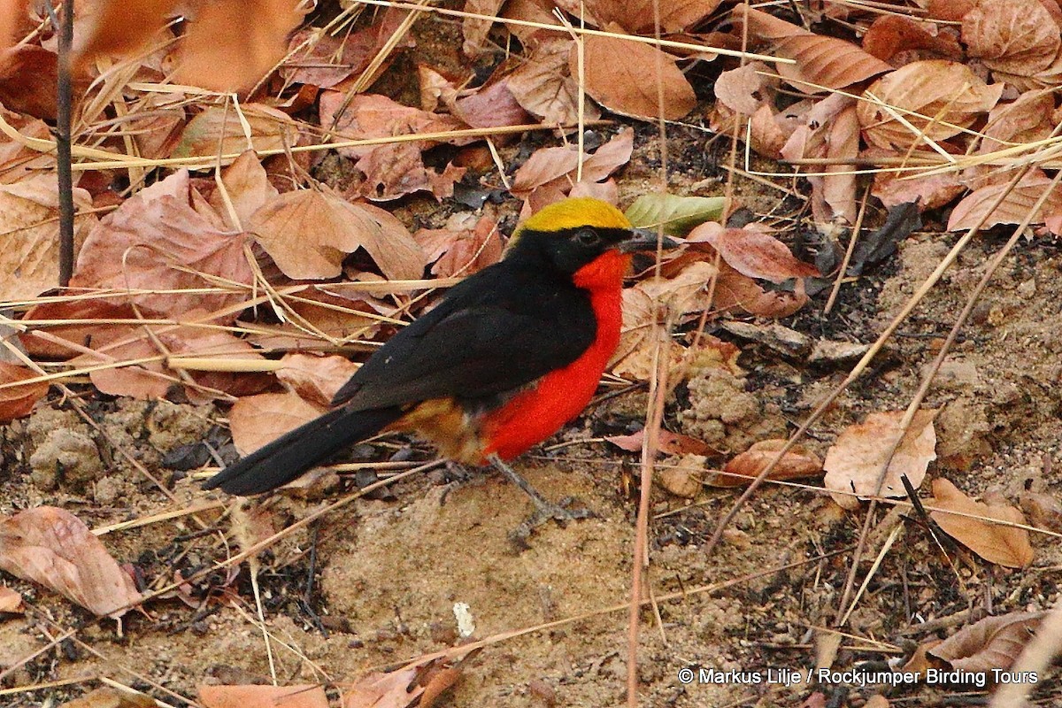Yellow-crowned Gonolek - ML206138741