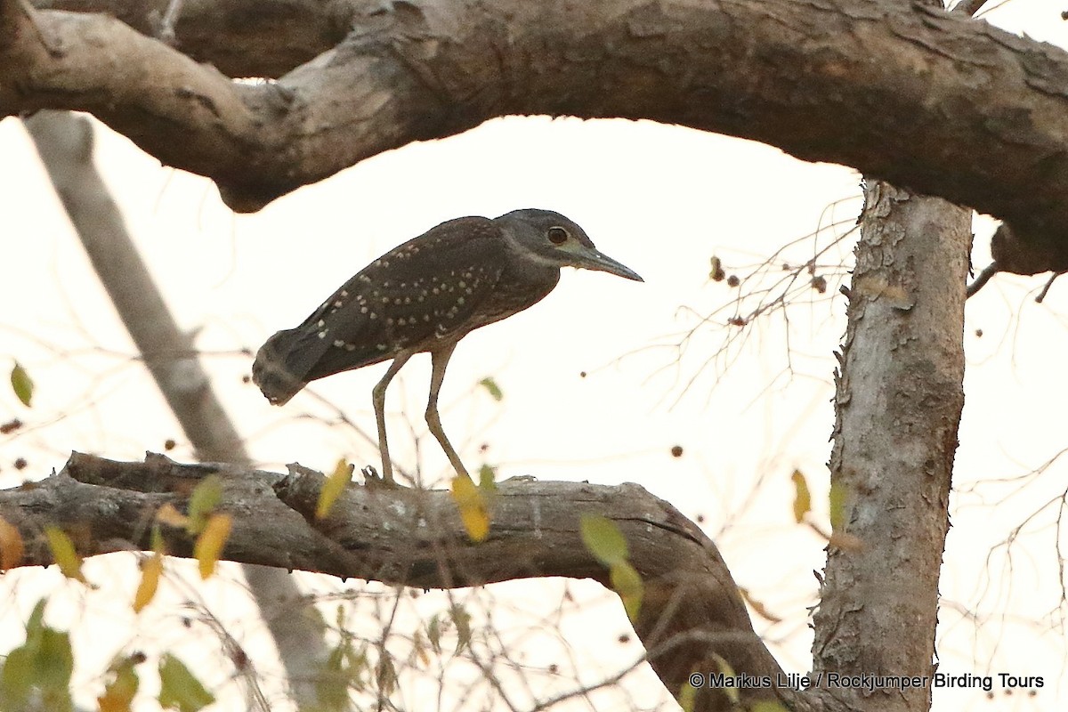 White-backed Night Heron - ML206138781