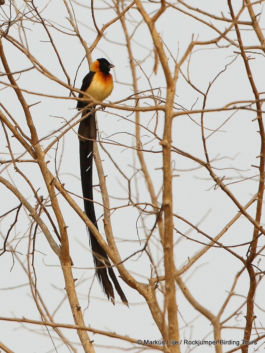 Togo Paradise-Whydah - ML206138801