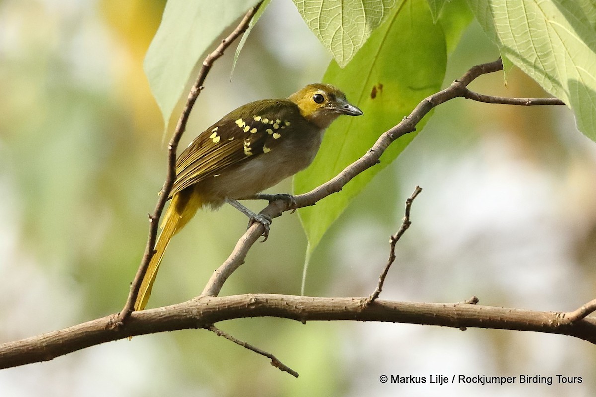 Western Nicator - Markus Lilje