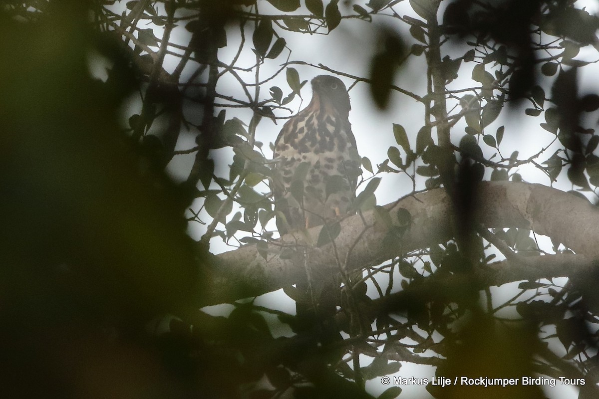 Congo Serpent-Eagle - ML206138931