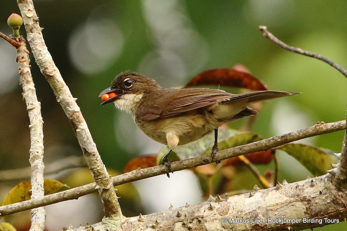 Simple Greenbul - Markus Lilje