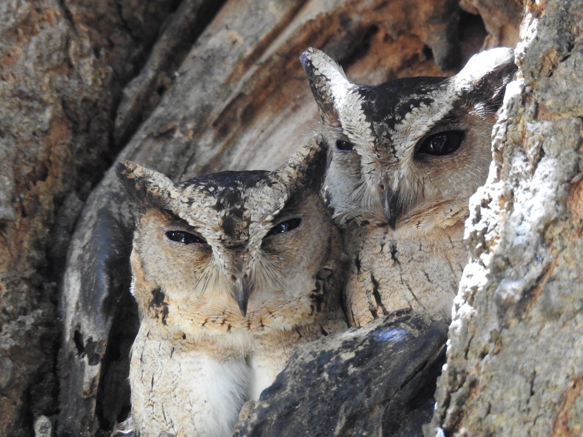 Indian Scops-Owl - ML206139091