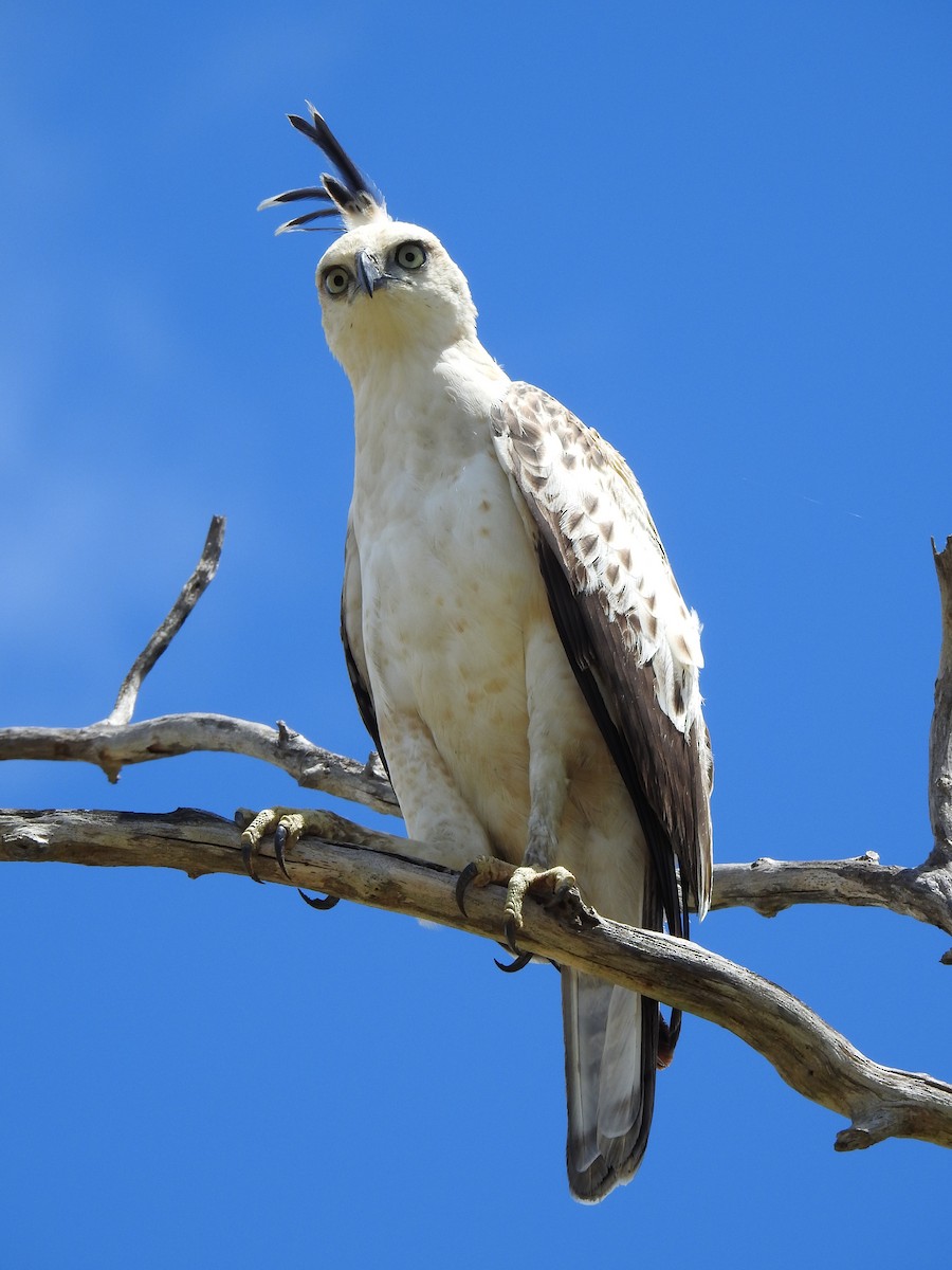 Changeable Hawk-Eagle (Crested) - ML206139101