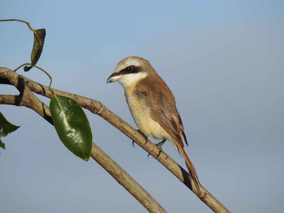 Alcaudón Pardo (cristatus/confusus) - ML206139111