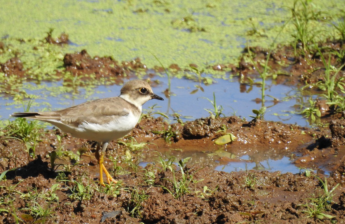 Little Ringed Plover (dubius/jerdoni) - ML206139161