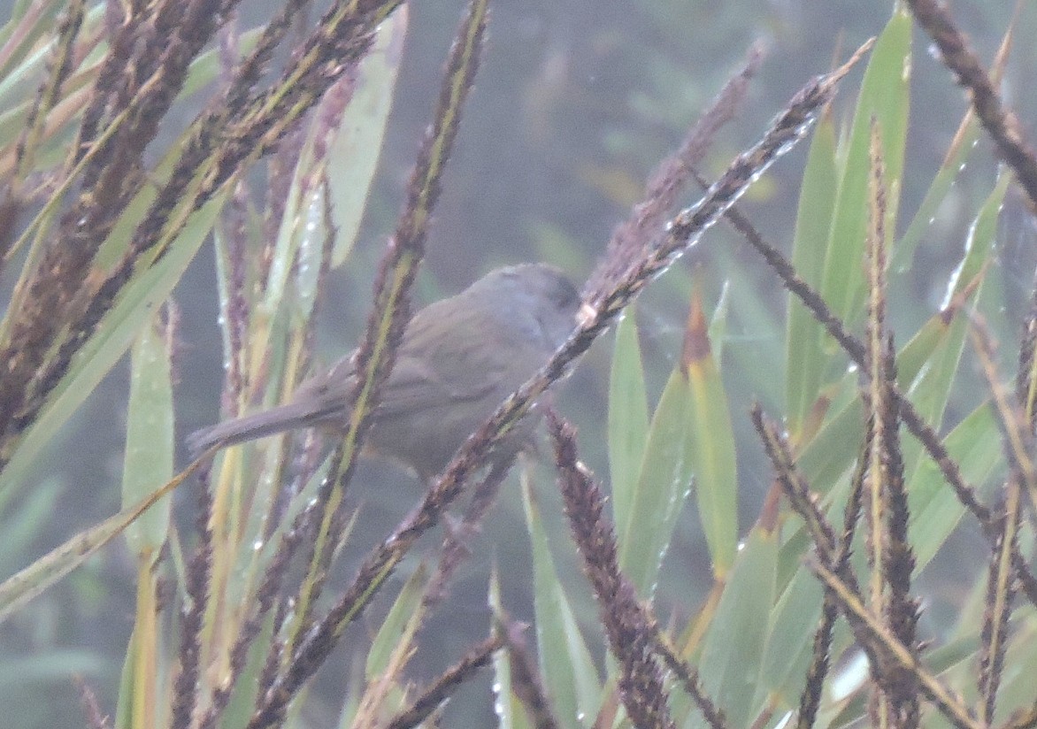 Plain-colored Seedeater - ML206139711