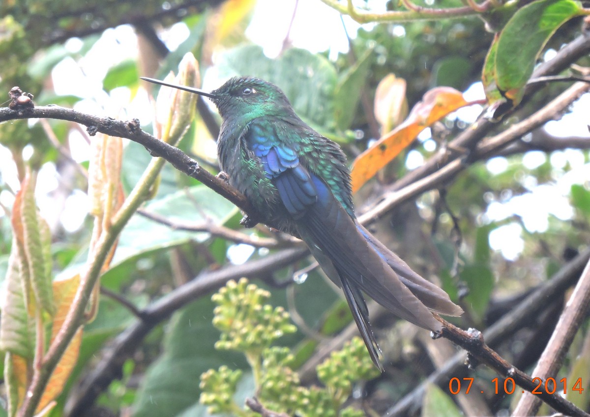 kolibřík modrokřídlý - ML206139791