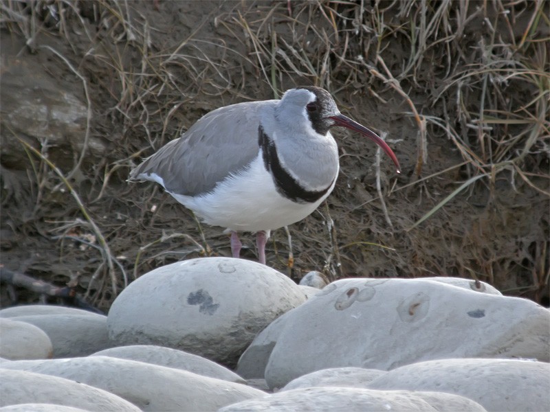 Ibisbill - ML206140281