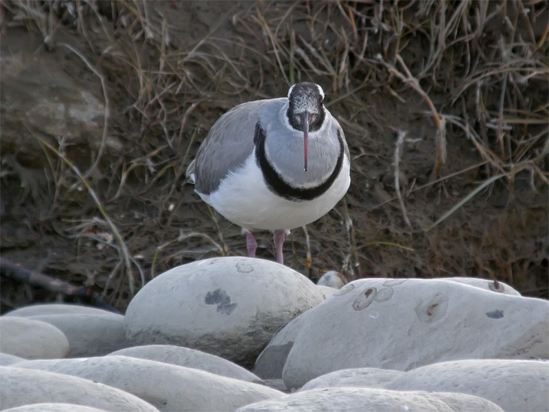 Ibisbill - ML206140291