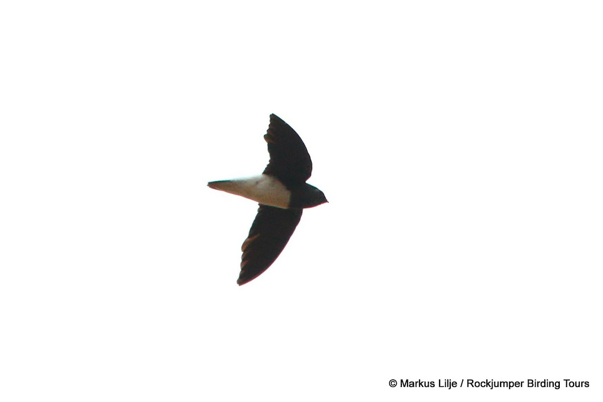 Sabine's Spinetail - Markus Lilje