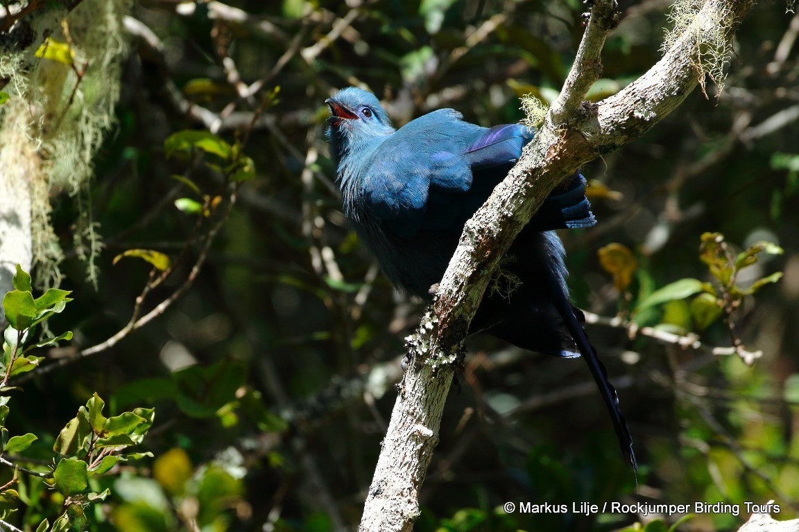 Blue Coua - ML206140711