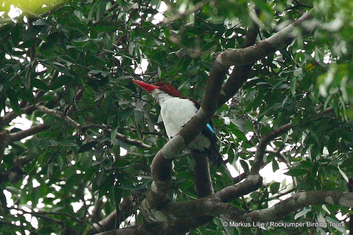 Chocolate-backed Kingfisher - ML206140821