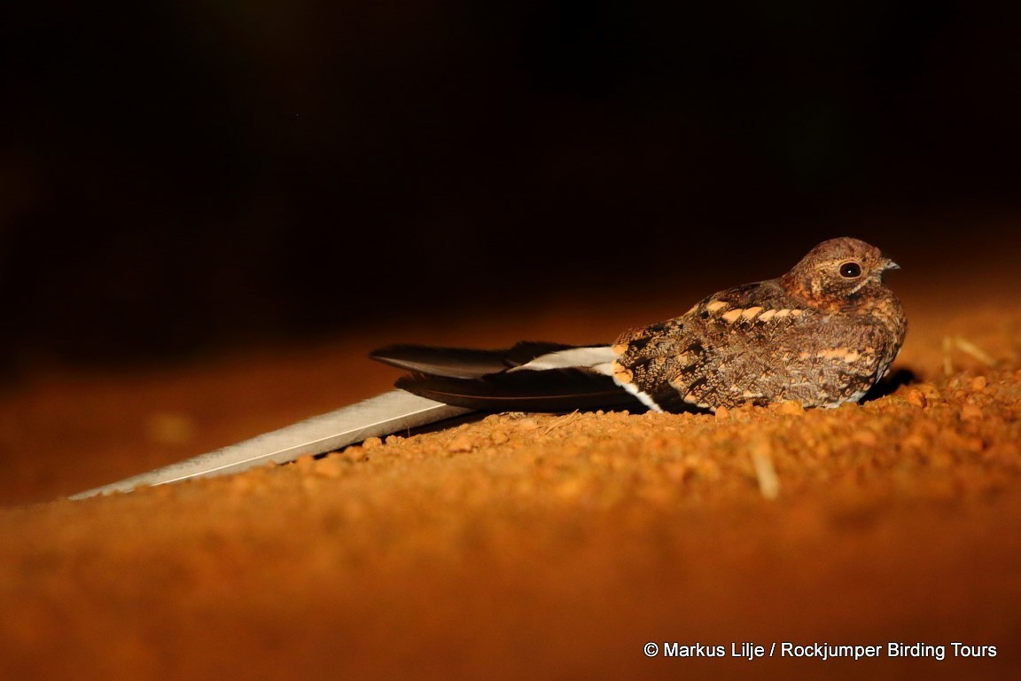 Pennant-winged Nightjar - ML206140841