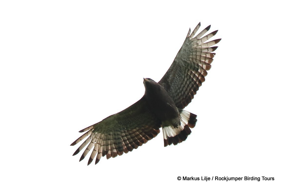 Banded Snake-Eagle - ML206140881