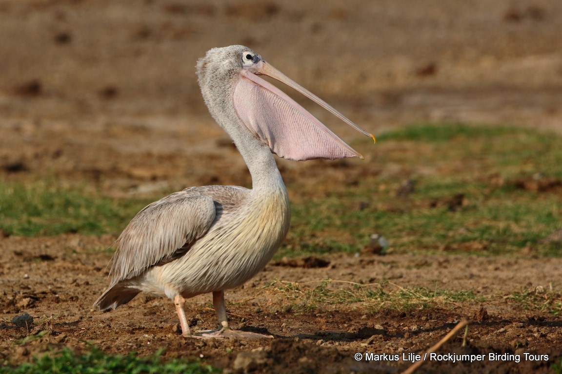 Pink-backed Pelican - ML206141001