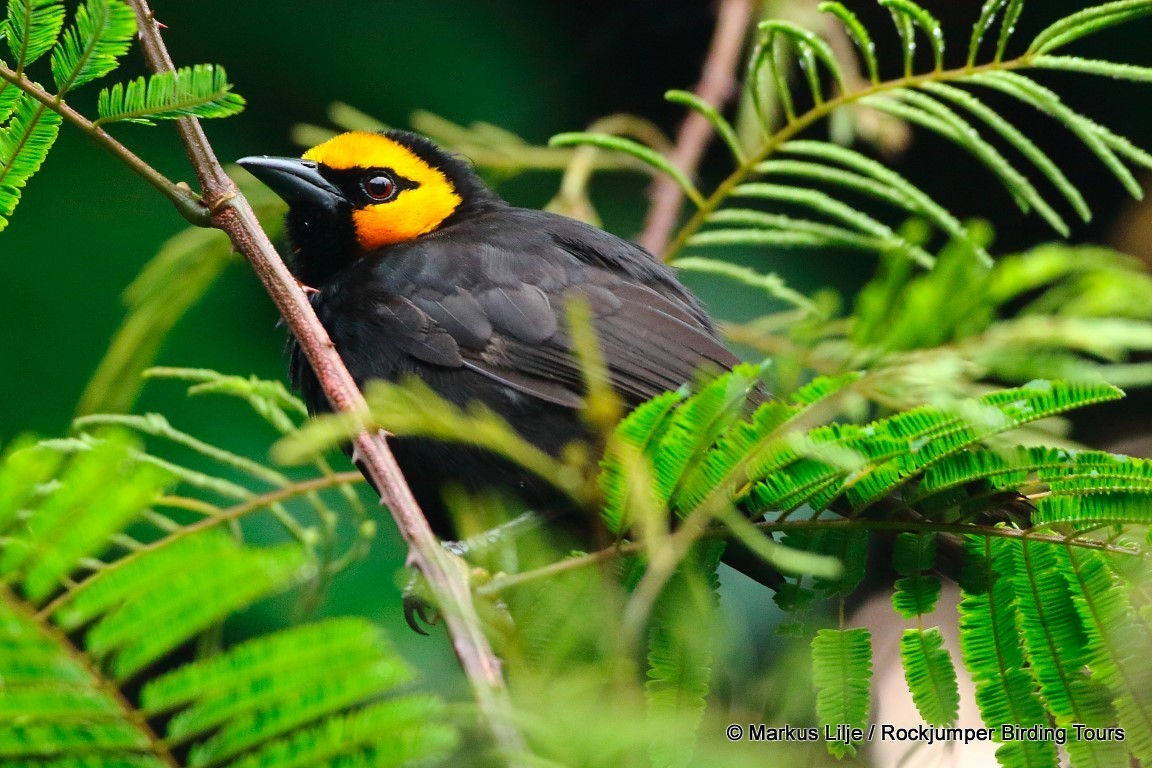 Black-billed Weaver - ML206141041