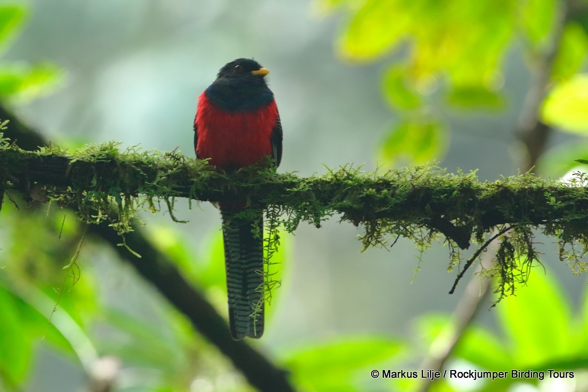 Bar-tailed Trogon - ML206141051